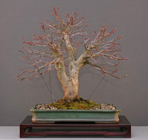 palmatum.jpg
