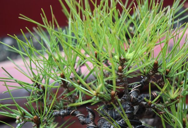 rote knospen  18.04..jpg