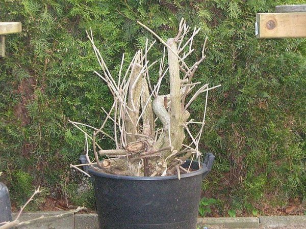 2011-04-18.jpg