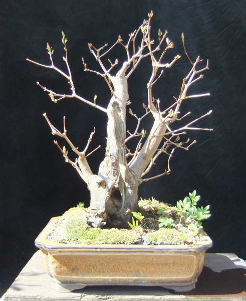 034-April13-AcerGin.JPG