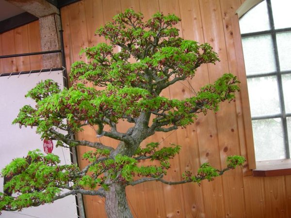 DSCN6816s.jpg