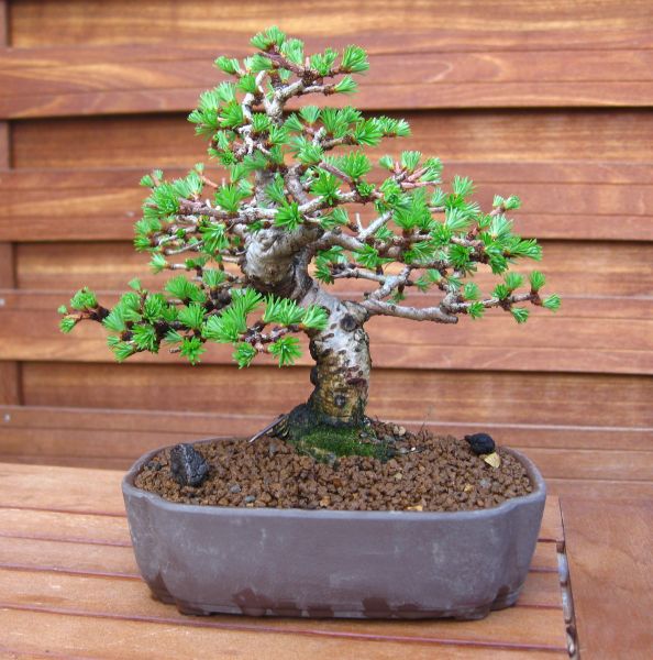 larix_shohin_Apr_2013.jpg