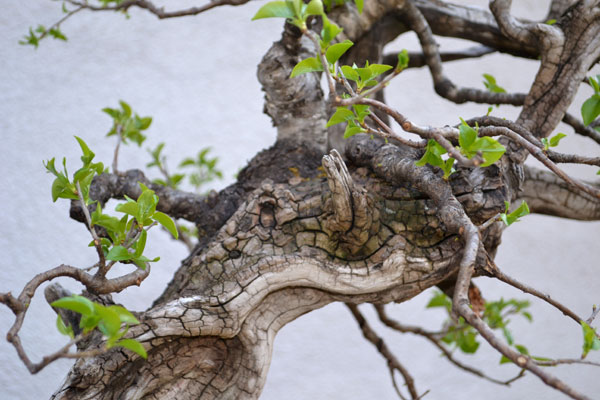Garten-2013-005-bear-web.jpg