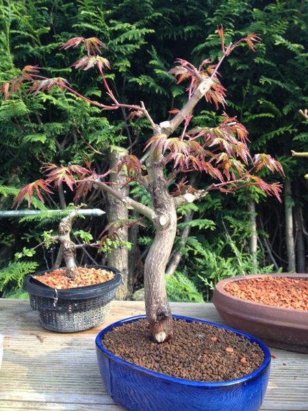 acer_2013_4_4.jpg