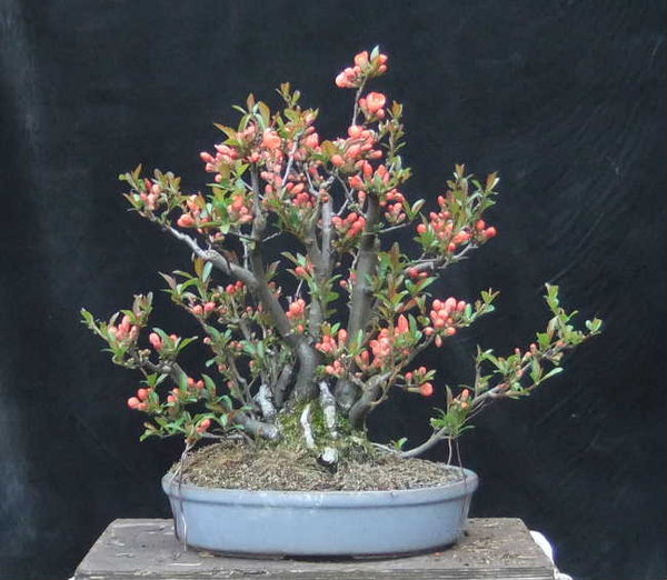 028-April13-ChoenSpec.JPG