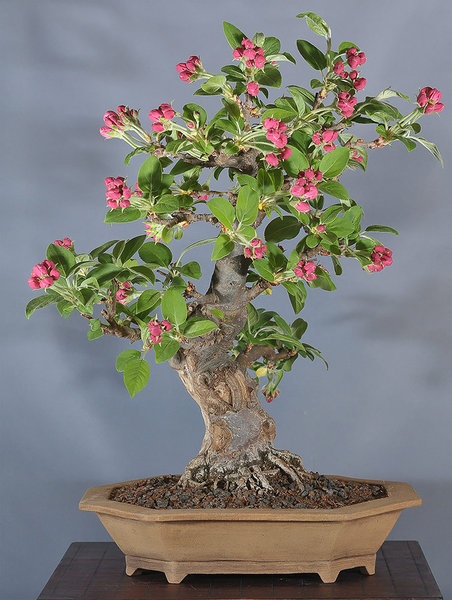malus_schmieda_0413_1.jpg