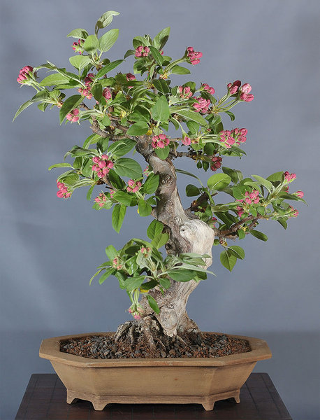 malus_schmieda_0413_3.jpg