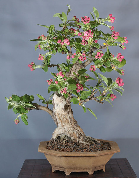 malus_schmieda_0413_4.jpg