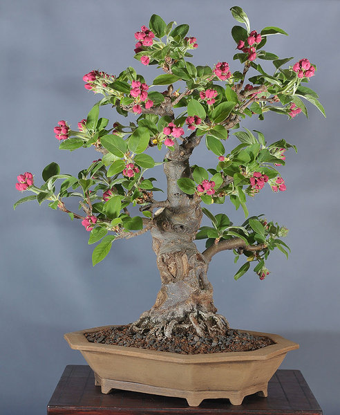 malus_schmieda_0413_5.jpg