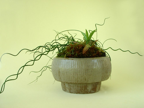 j_spiralis_helonias_bullata.jpg