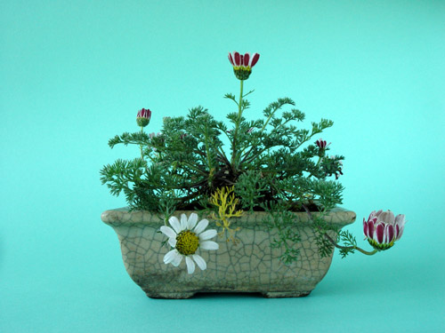 anacyclus_pyrethrum.jpg