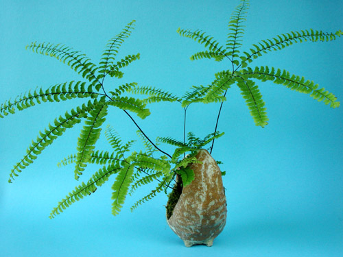 adianthum_pedatum_imbricatu.jpg