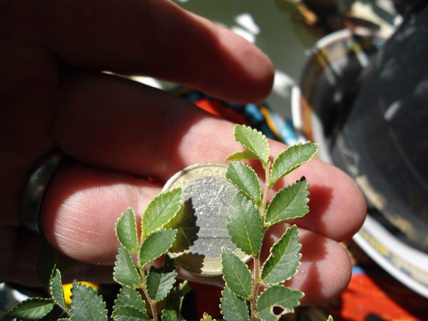 Ulmus parvifolia "Geisha"<br />weißgerandet