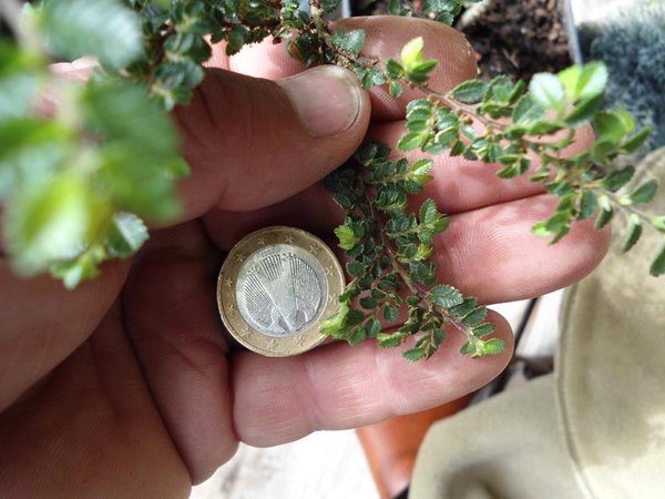 Ulmus parvifolia "seiju"<br />(2 Euro Münze) bei den anderen immer 1 Euro. <br />Dennoch sehr kleine Blättchen