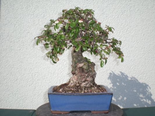 CIMG0256.jpg