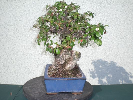 CIMG0259.jpg