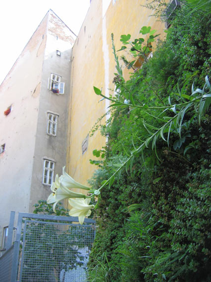 GP_juli05_lilium_jap.jpg