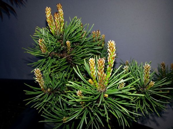 Knospen Mugo
