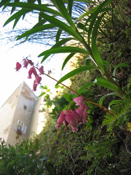 Dicentra_formosana_0kt04.jpg