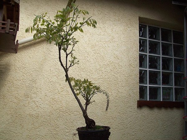 Noch ein paar neue Bilder meiner Pflanze, enorm wie die wächst