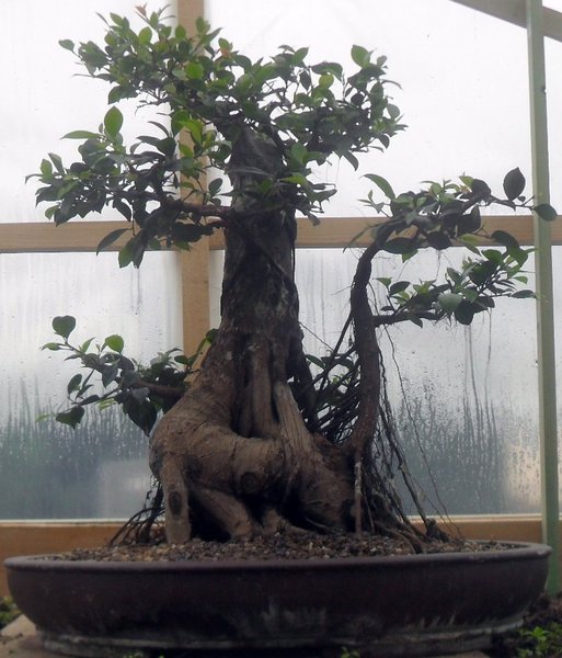 SDC13050.JPG