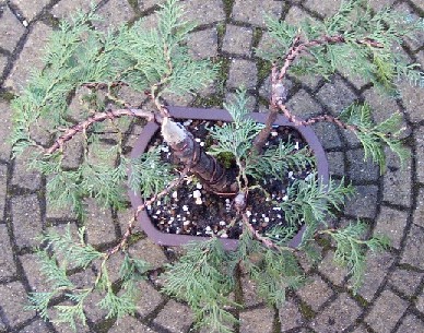 chamaecyparis topview.jpg