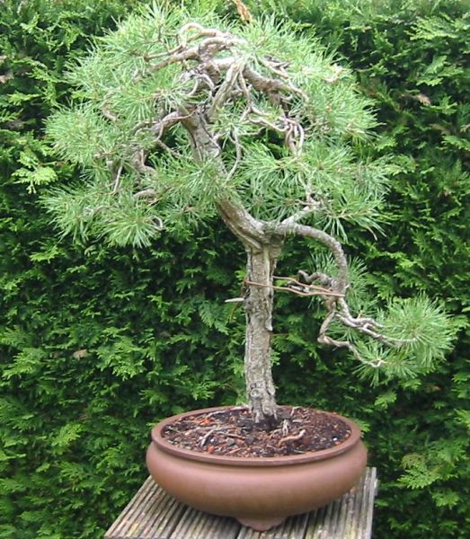 yamadori-kiefer13.jpg