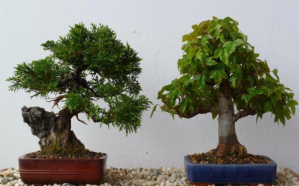 kein baum ueber 22 cm mit schale :) (koennt kotzen mein display was ich mal von heike bekam ist in herford egal das machn wa schon)