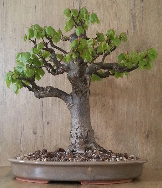 20130502_174905-1.jpg
