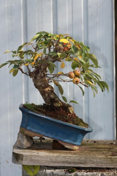 geplanter Pflanzwinkel