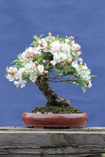 Mai 2013 - Schale: Walter Venne