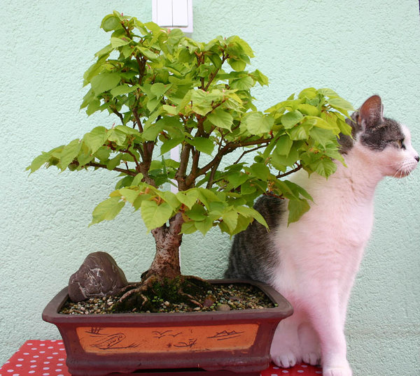 Felis silvestris catus zum größenvergleich :-)