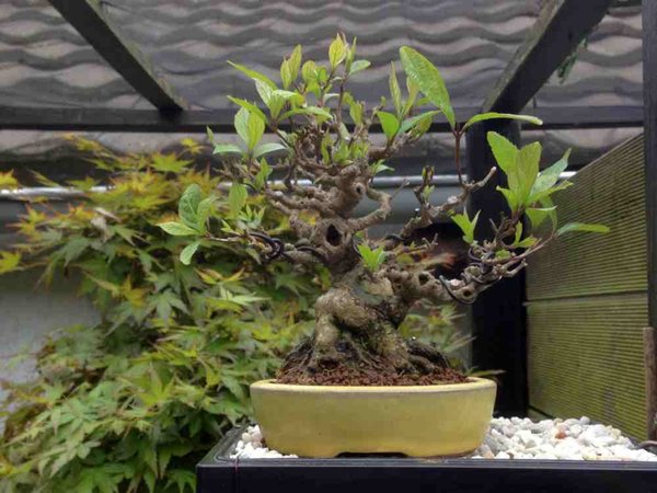 callicarpa 5_13.jpg