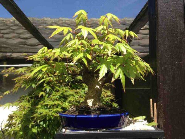 palmatum 5_13.jpg