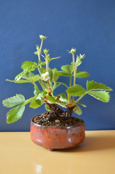 Erdbeerkusamono 5 13 Blüte.jpg