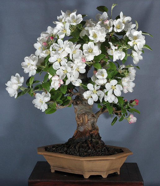malus_schmieda_0513_2.jpg