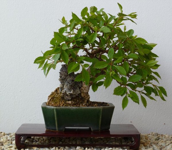forsy ne japanische vom maddin (prost) bin letztendlich froh das die keiner haben wollte (hat gute zustimmung im botanischen garten zur ausstellung bekommen) achja hier vorm schnitt
