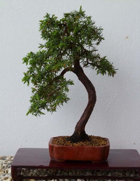 ein ``projekt`` ich find die schale baum kombi garnicht so schlecht sieht doof aus aufm bild