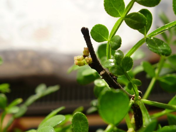 comp_Blüten Pfeffer 4.jpg