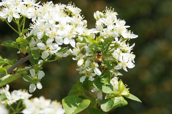 Blüten mit Besuch. Bienen gibts kaum welche