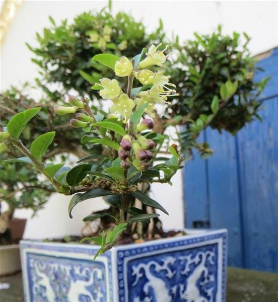 Lonicera1 (1) (Individuell)neu (Individuell).JPG