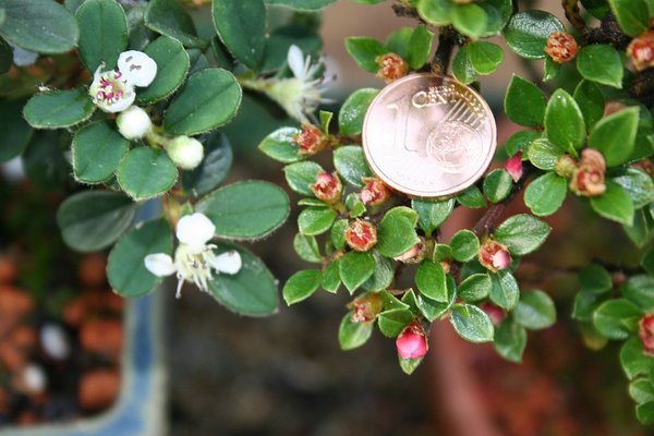 Cotoneaster_10_05_2013_001.jpg