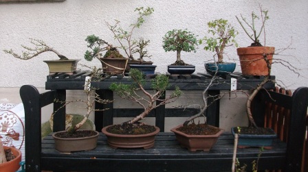 aktueller Outdoor-Bestand (bis auf die drei oben rechts: Ulmus parvifolia, Liguster &amp; ne Rose)