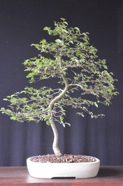 Höhe 55 cm