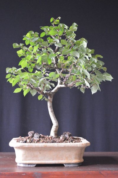 Höhe 33 cm