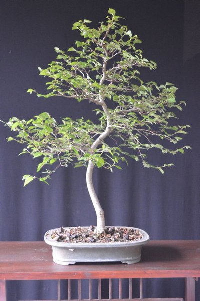 Höhe 57 cm