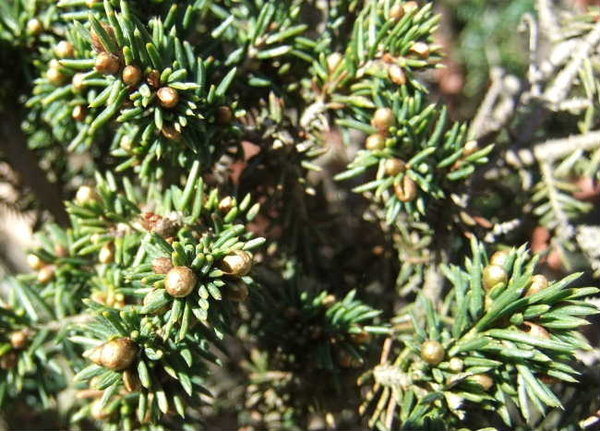 A008-Mai13-PiceaAbNidi.JPG