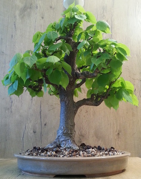 20130510_190450.jpg