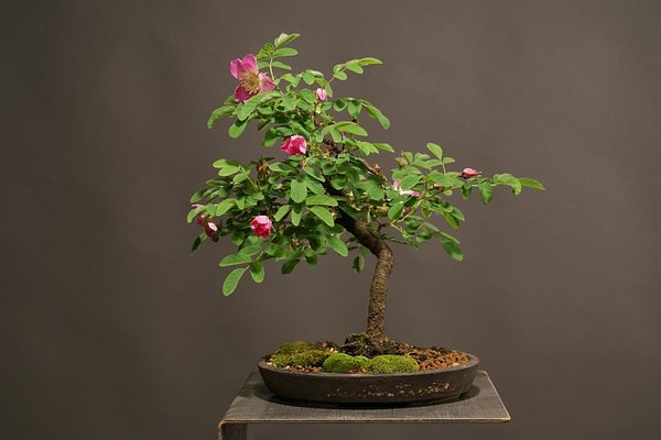 Wildrose.jpg