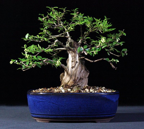 Lonicera pileata.JPG